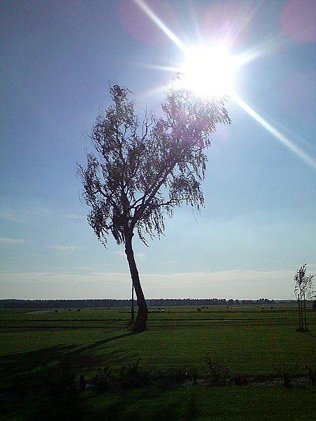 Drzewo i słońce