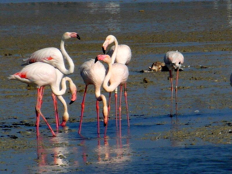 Słone jezioro z flamingami – Wyspa Kos