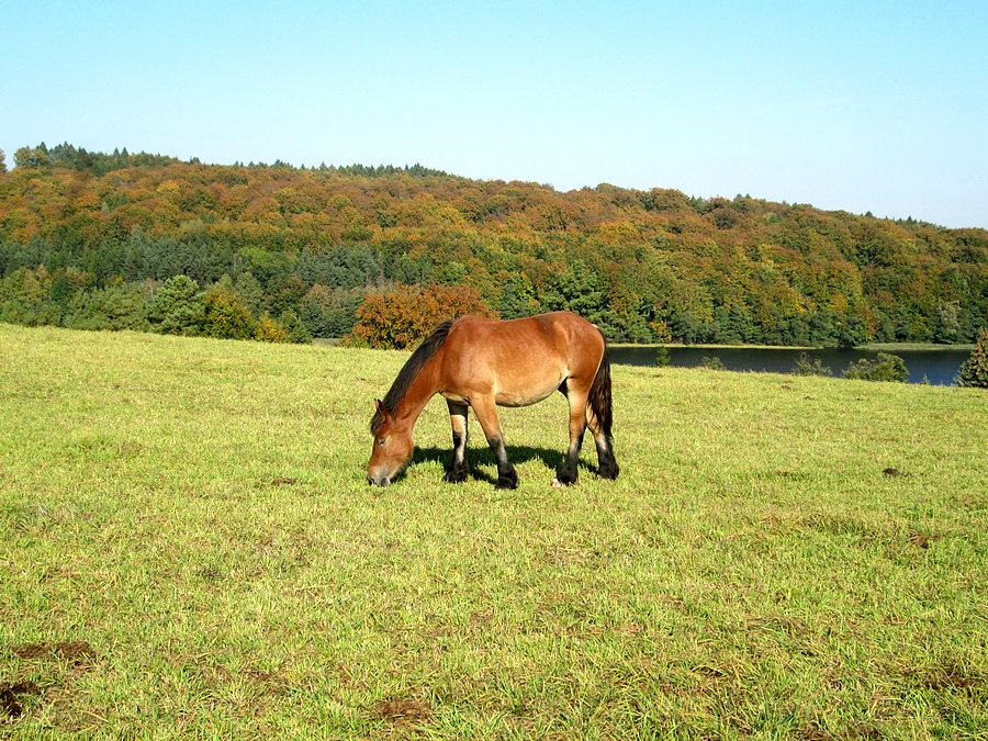 Konik numer jeden