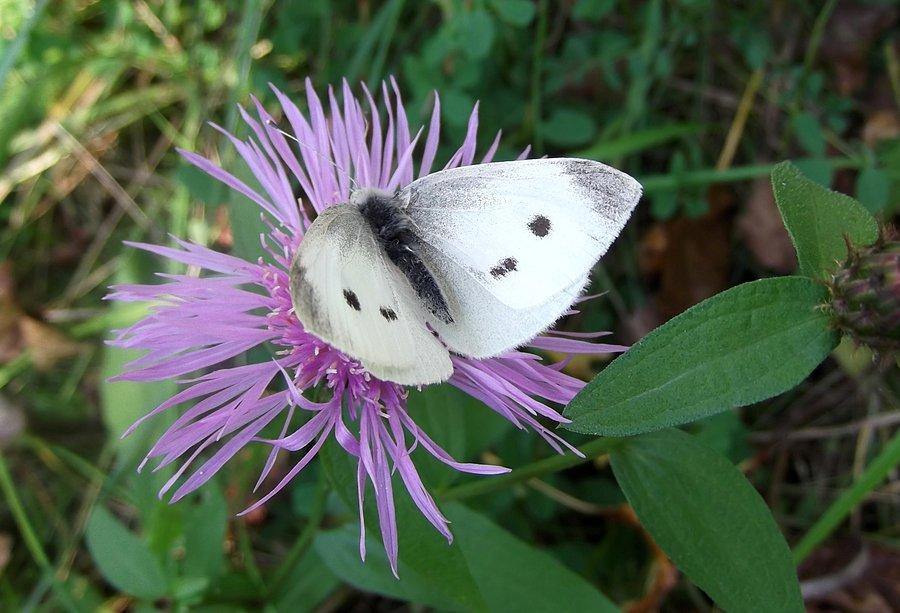 Motyl