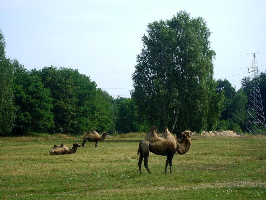 Wielbłądy w Tomaszowie Maz