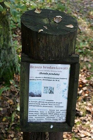 Informacje dotyczące rosnacych tu drzew