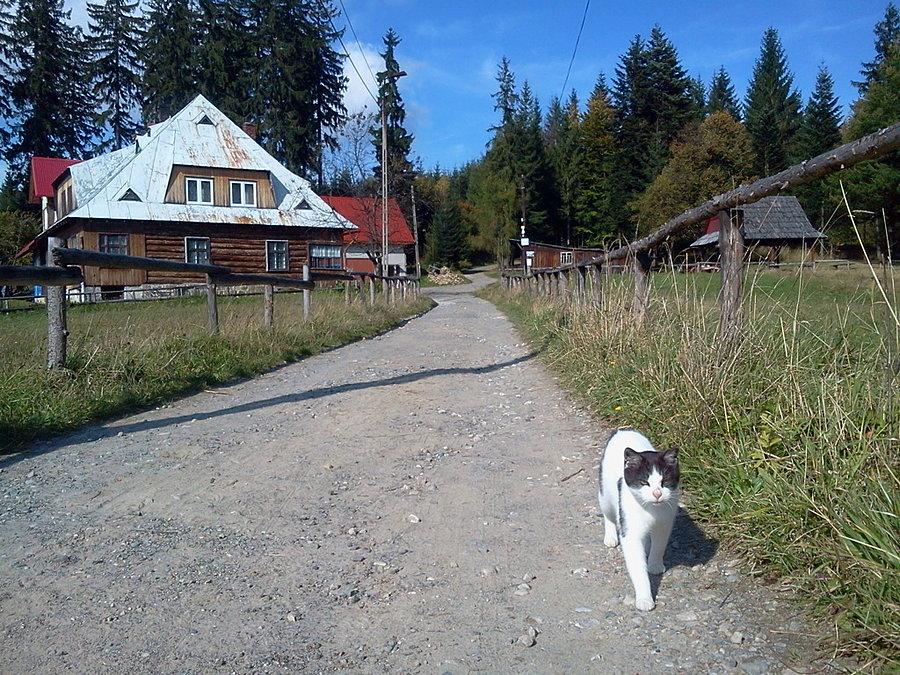 Stecówka