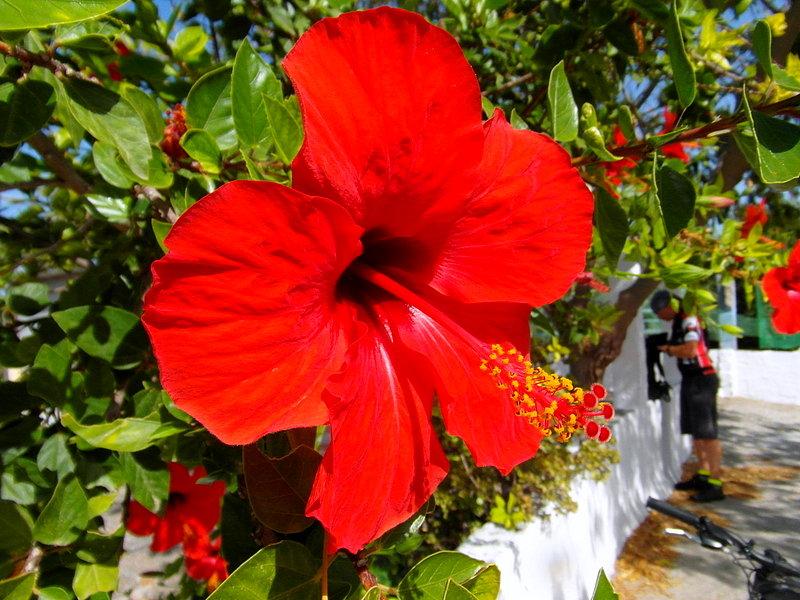 Hibiskus- wyspa Kos
