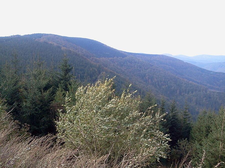 Widok na Jaworowy