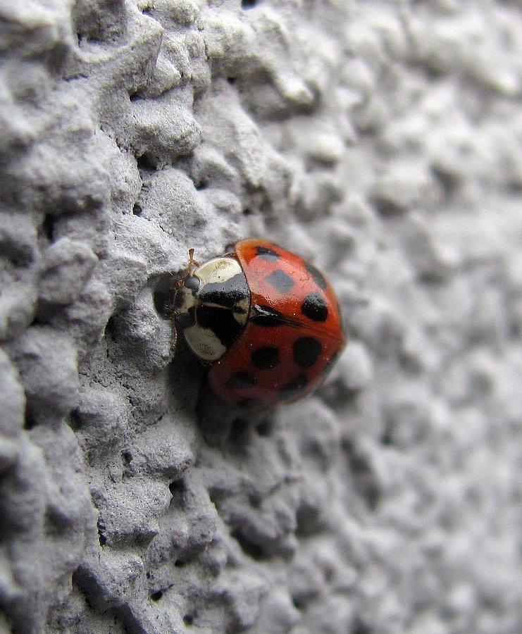 Harmonia axyridis po raz kolejny atakuje jesienią