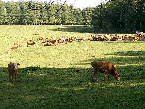 Tak wielu krów w jednym miejscu nie widziałem już od dawna - łąka niedaleko Karnit