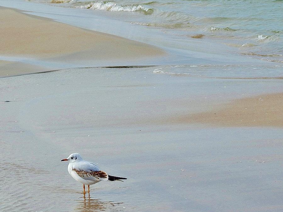 Na plaży w Krynicy Morskiej