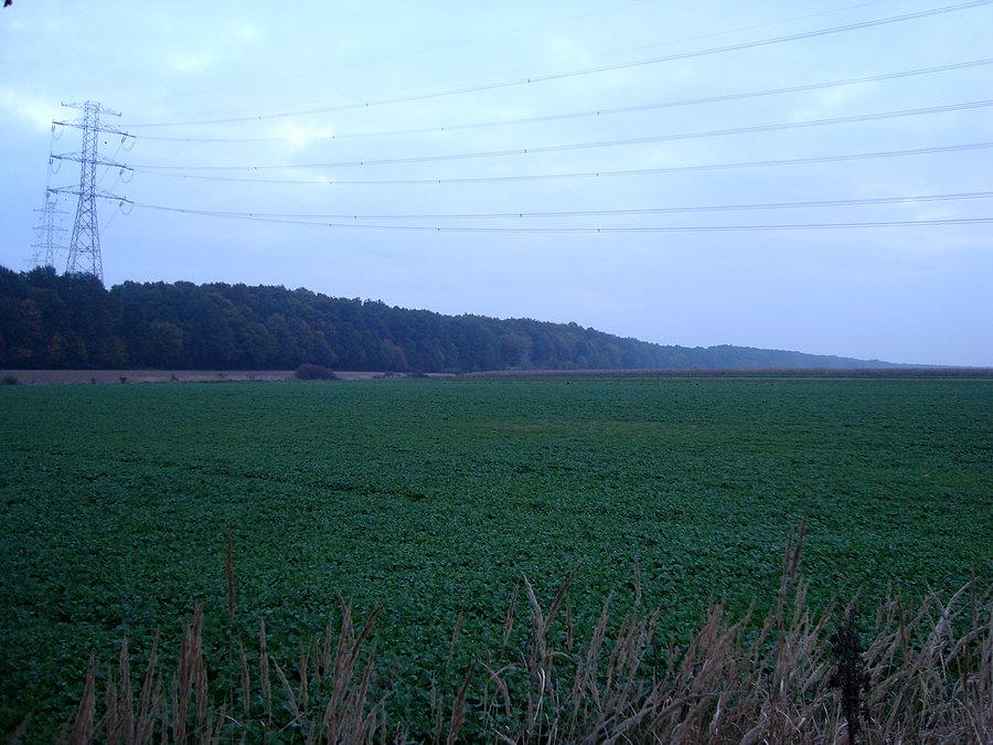 Widoczek