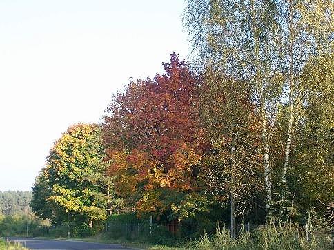 Więc chodź pomaluj mój świat na żółto, pomarańczowo, czerwono, brązowo