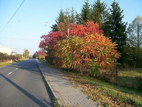 Więc chodź pomaluj mój świat na żółto, pomarańczowo, czerwono, brązowo