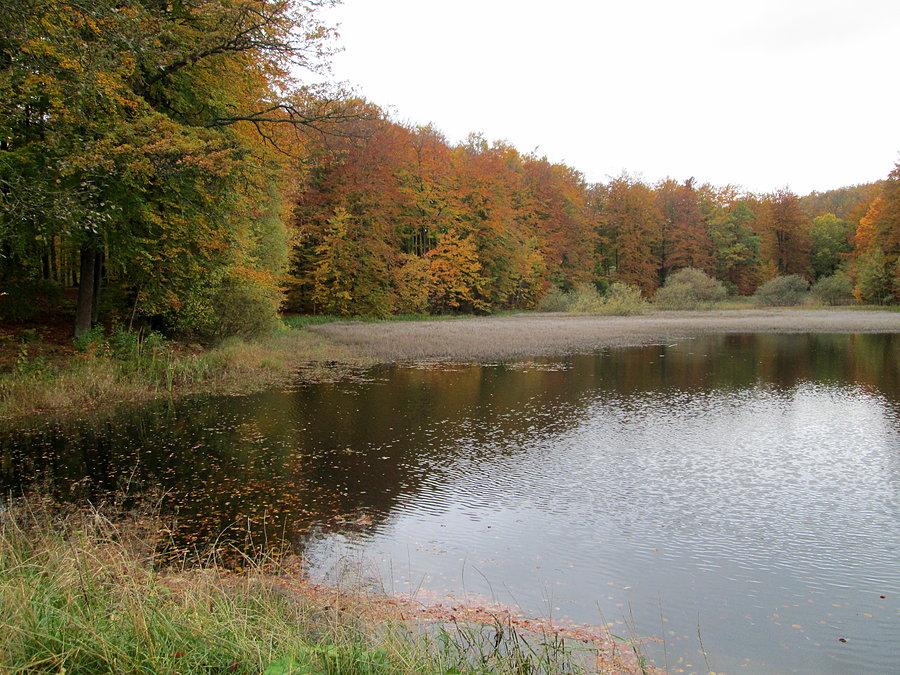 Nie biodrowy, nie łokciowy, tylko leśny, kolorowy