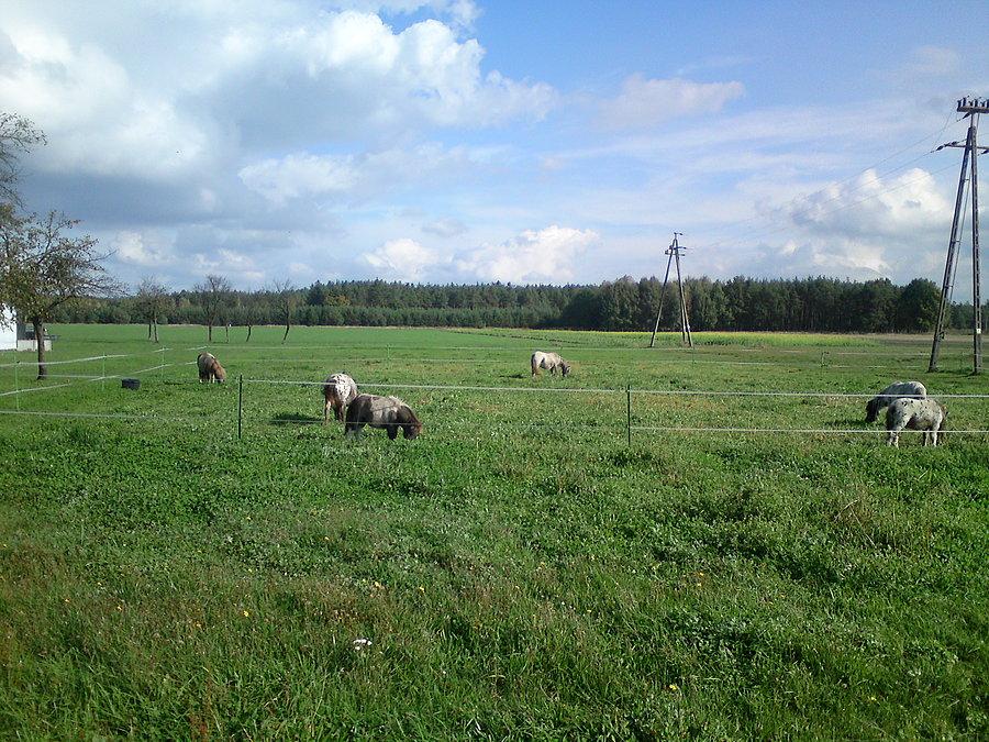 Młode koniki w Chróścicach