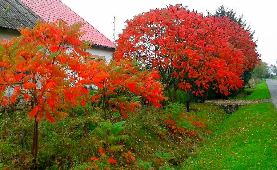 Idzie jesień kolorowa