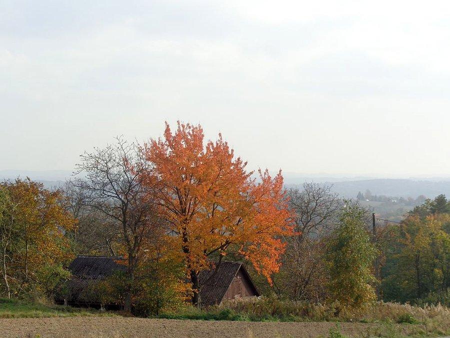 Kolorowa jesień