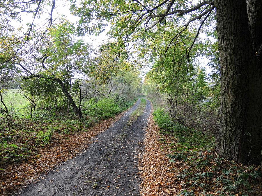 Kierunek Pianówka