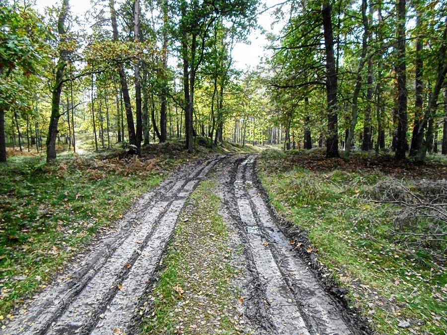 I na błotniestej drodze