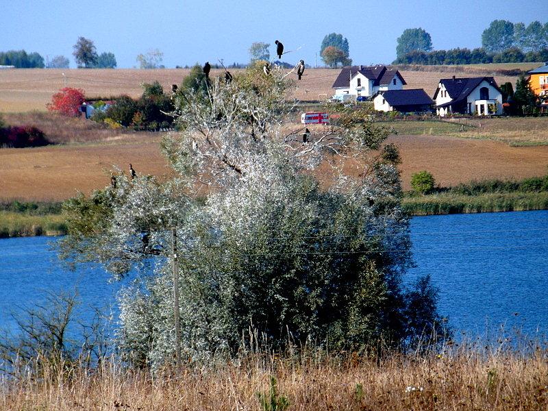 Drzewo kormoranów