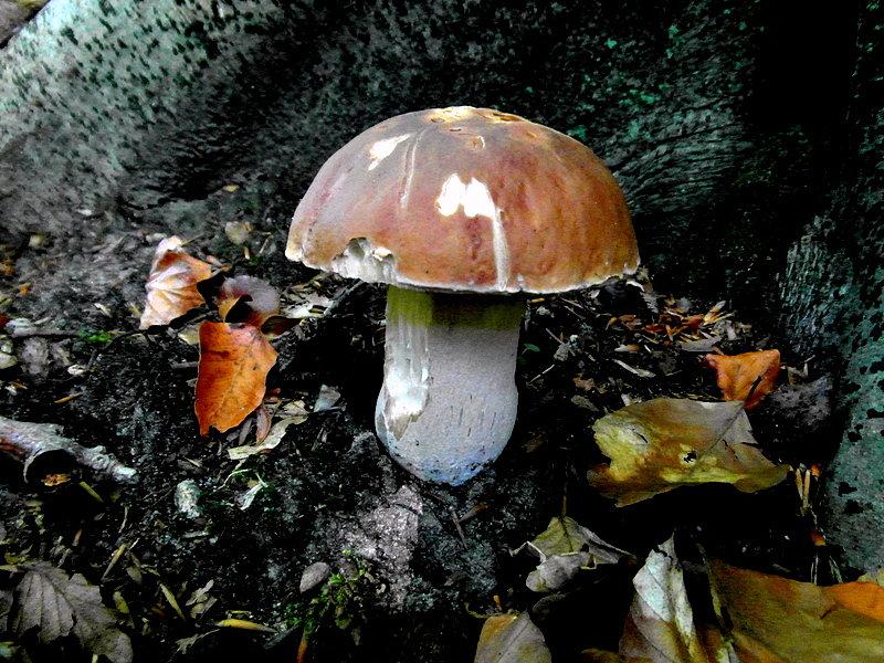 Chyba prawdziwek