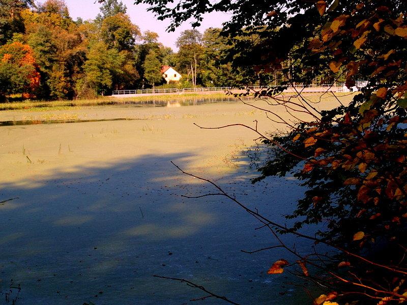 Jesienny widok nad stawem
