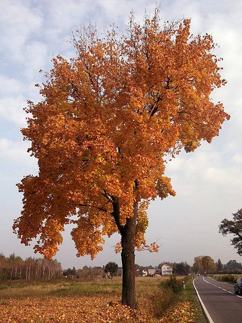 Jesień