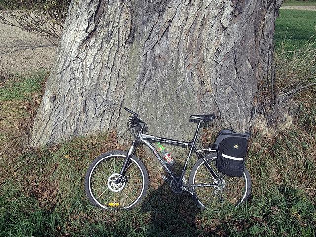 Gigantyczna topola czarna w Melsztynie