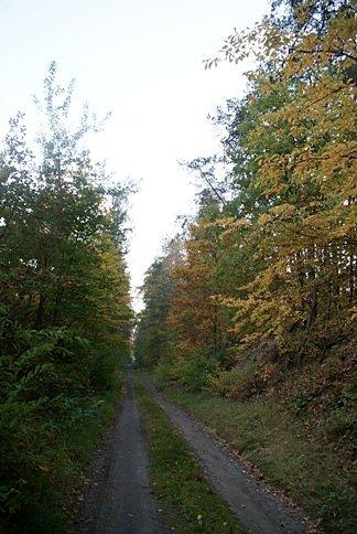 Jesień w lesie