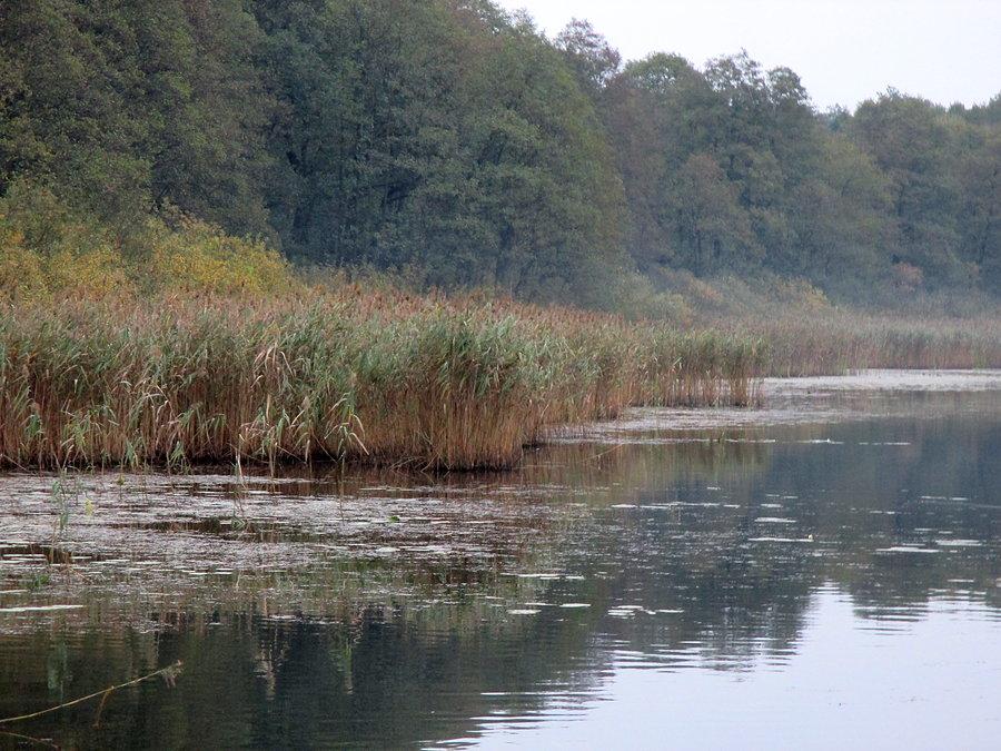 Szuwary nad jeziorem Rogóźno