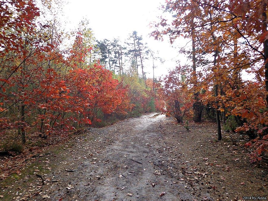 Mazowiecki Park Krajobrazowy w wersji jesiennej