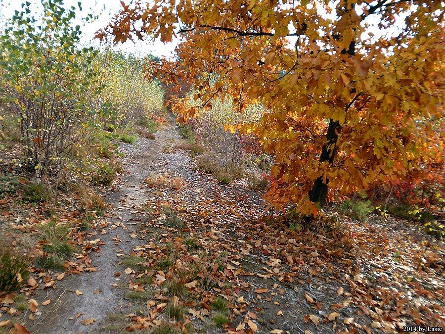Mazowiecki Park Krajobrazowy w wersji jesiennej