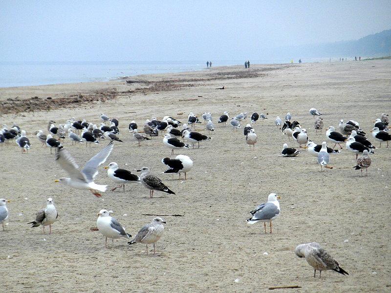 Mewy na plaży w Jantarze