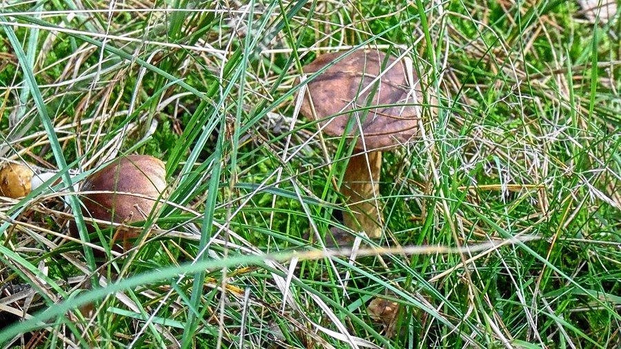 Grzybobranie