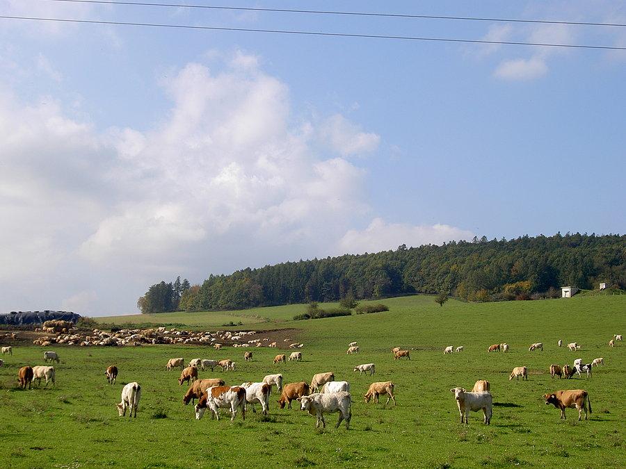 To się nazywa wypas