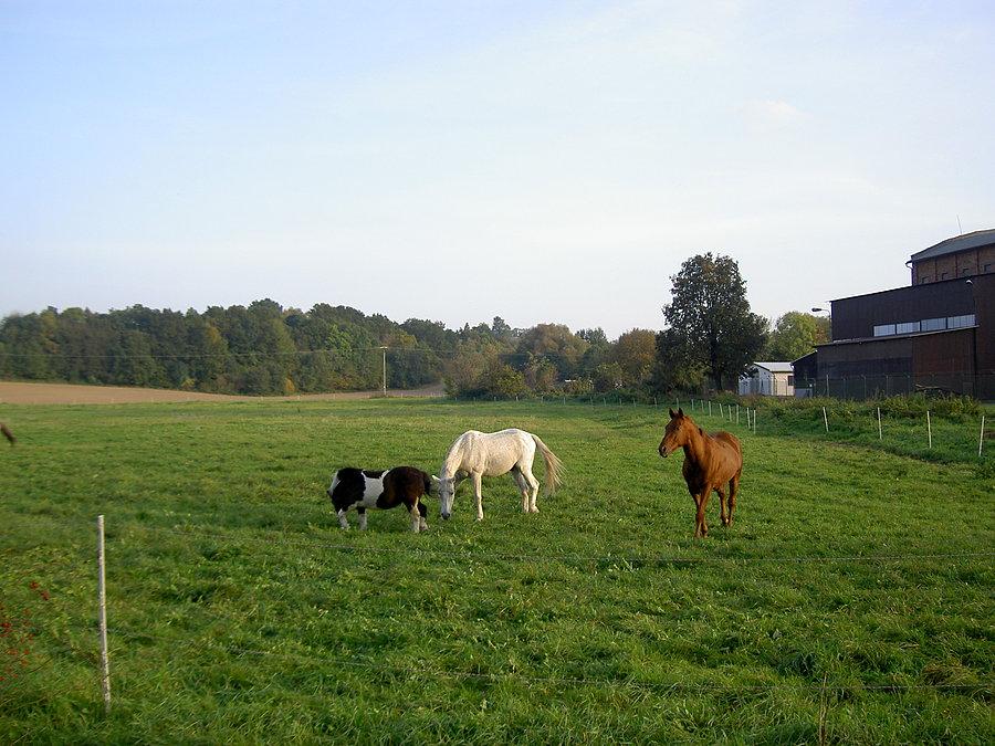 Koniki w Osobladze