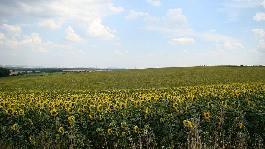 Prawie jak na Węgrzech