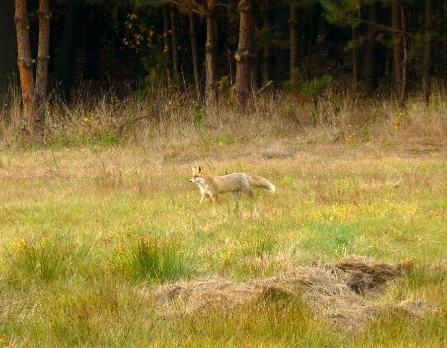 Lis (Vulpes vulpes). Kampinoski Park Narodowy
