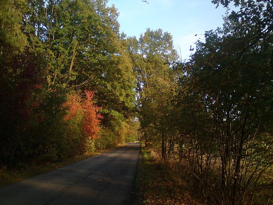 Wjazd do lasu Stobrawa - Karłowice