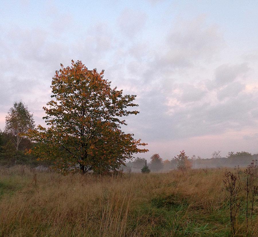 Czas mgieł (1)