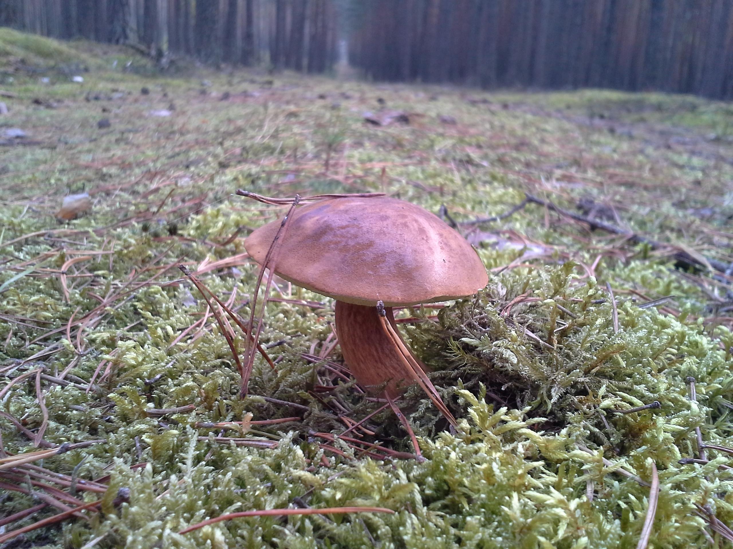 Czarny łepek
