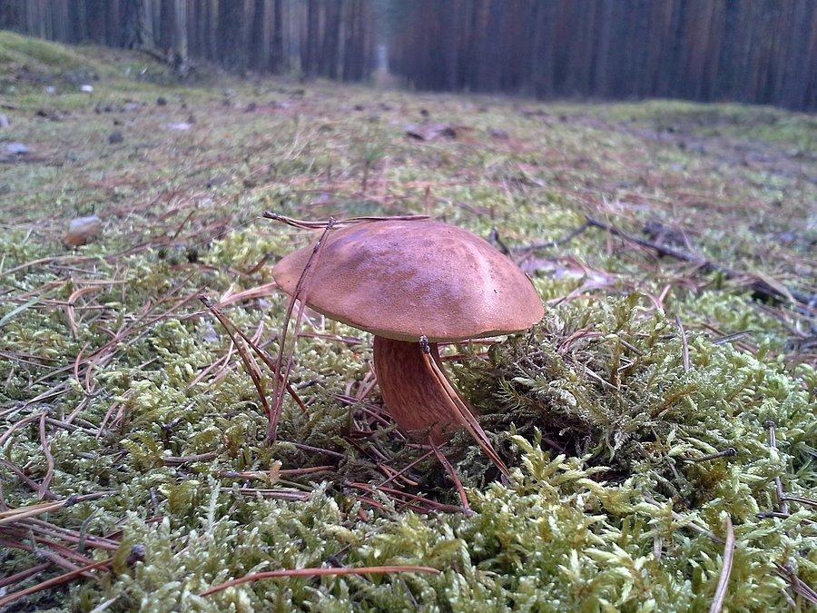 Czarny łepek