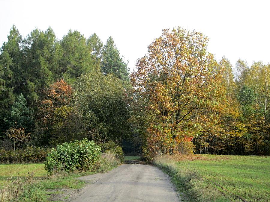 Barwy jesieni