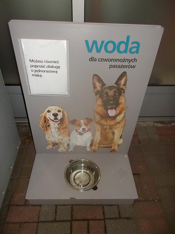 Gniew- miska papierowa lub stalowa do wyboru dla naszych braci mniejszych :-)