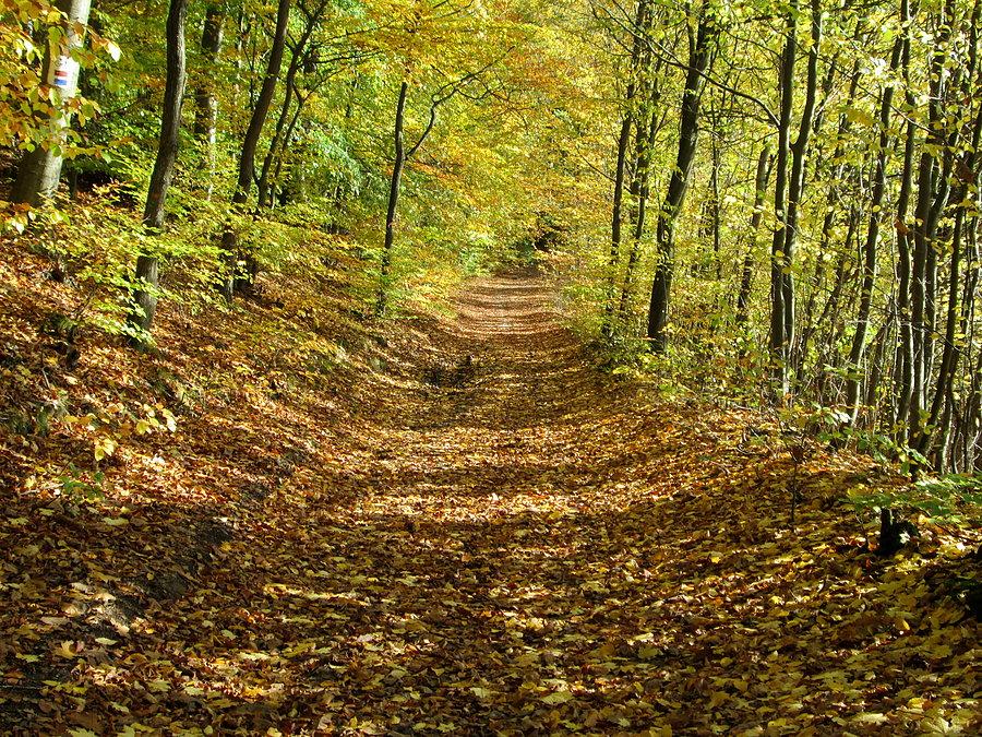 Ciepłe jesienne barwy