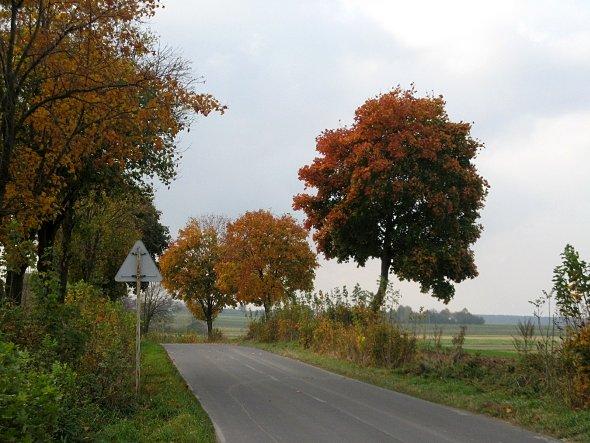 Gdzieś w Kawęczynie