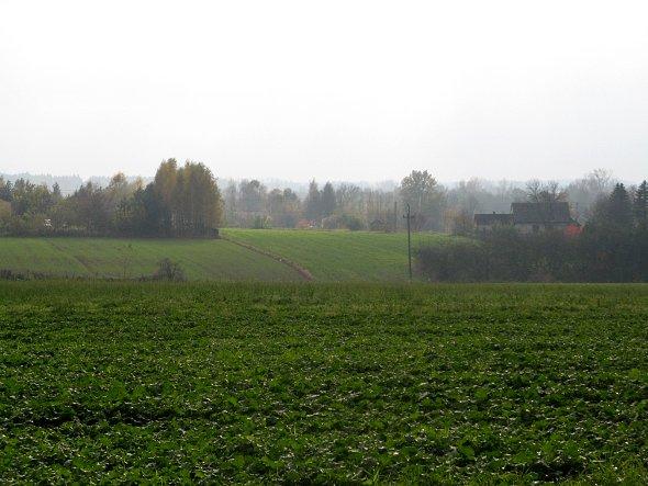 Pola koło Czerniejowa