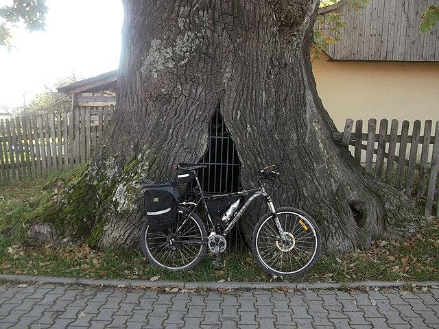 Pomnikowy dąb