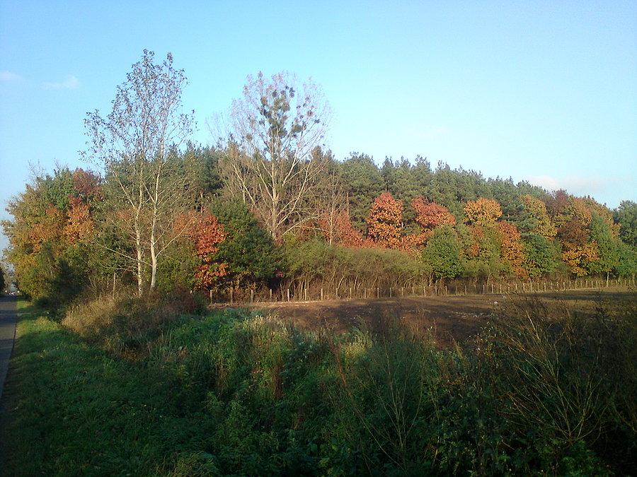 Mało kolorowa jesień