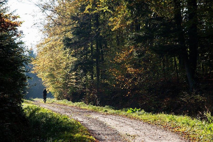 Przez las na Grochowiczną