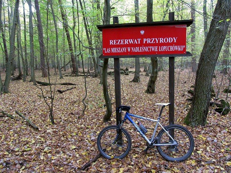 Puszcza Zielonka - Rzerwat Przyrody Las Mieszany w Nadleśnictwie Łopuchówko