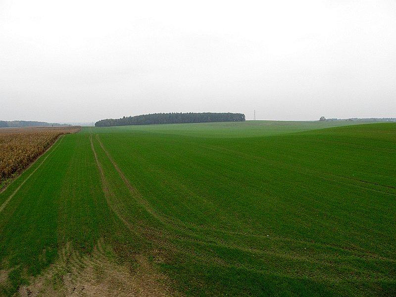 Kowalskie - widok ze stogu siana na polne wzniesienie o wysokości 121m.n.p.m